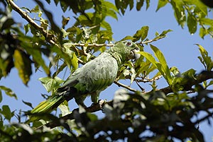 amazonas papagei